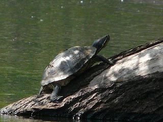 Red-Eared Terrapin, Calderstones Park