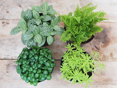 Houseplants That Clean Your Air | Carpet Cleaning | CT | Triple S |