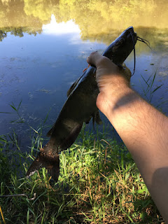 Catfishing, Fishing in ponds, pond fishing