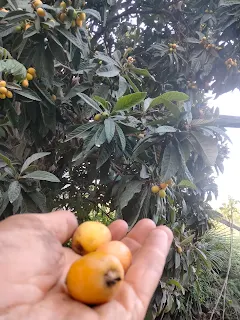 Yellow fruits in the hand of Aim'jie, in the background a Nispero tree.