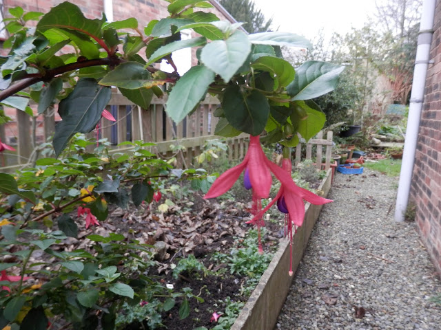 Mulching with fallen leaves.  My garden, January 2016. secondhandsusie.blogspot.co.uk #gardenblogger #ukblogger #gardening