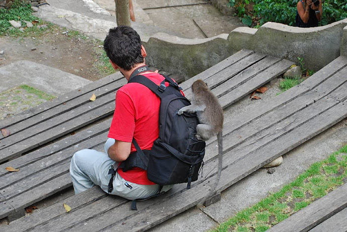 Mono encima de un turista