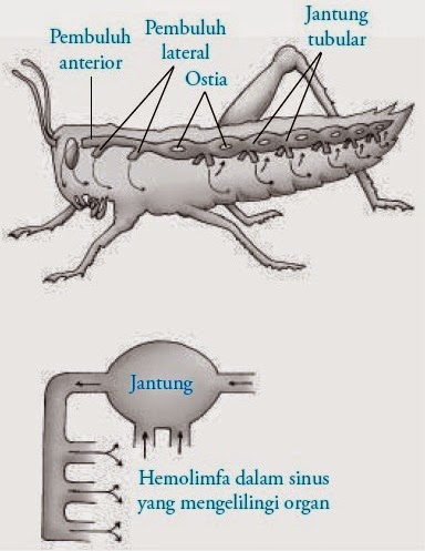 Transportasi pada Hewan Avertebrata (Protozoa, Cacing 