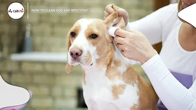 How to Clean Dog Ear Infection