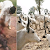 Tension: As Unknown Gunmen Invade Livestock Market In Anambra, Kill Over 20 Cows, Goats