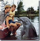 flipper