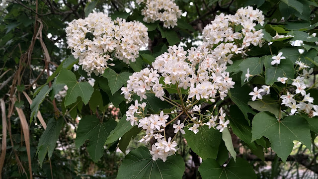 油桐花 - 龍騰斷橋