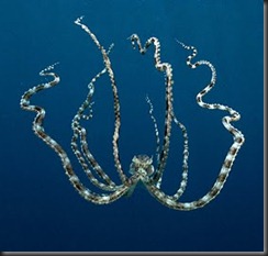mimic octopus