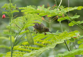 Female Olive-backed Sunbird - Singapore Botanic Gardens