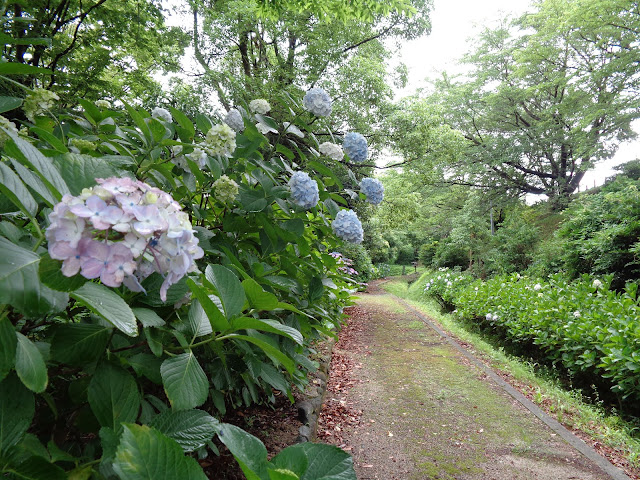 アジサイ（紫陽花）