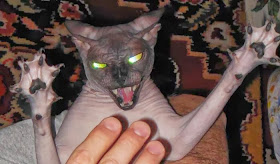 Funny cats - part 91 (40 pics + 10 gifs), scary looking hairless cat