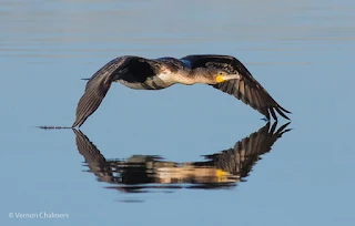 Birds in Flight / Action Photography Workshop - Cape Town