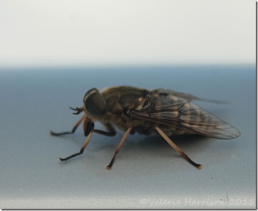 27-giant-horsefly