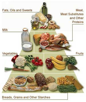 Their modified food pyramid