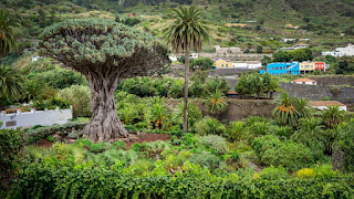 This is the main attraction of Icod de Los Vinos – a small municipality in   the North of Tenerife. Here you can find one of the oldest Dragon trees