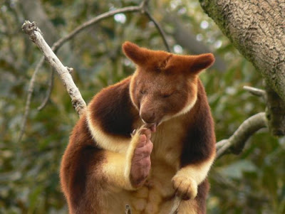 Tree Kangaroo Seen On www.coolpicturegallery.net