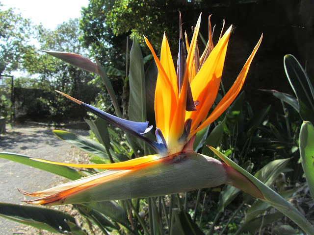 Fiori Strelitzia reginae