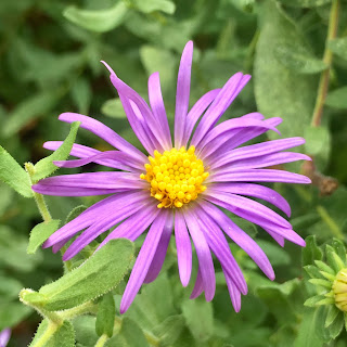 Fall Aster Vivero Growers Nursery Austin