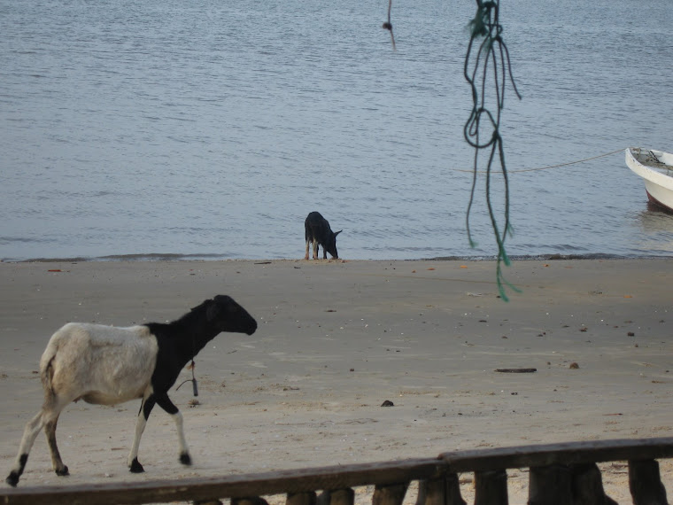 ... et sa plage très, hum, sauvage!