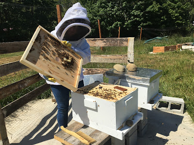 feeding the bees