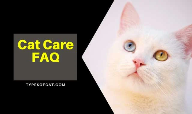 Cat Care FAQ