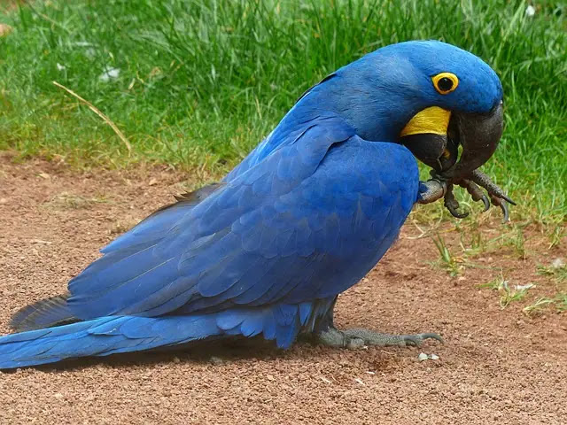 Top 10 Types Of Blue Birds