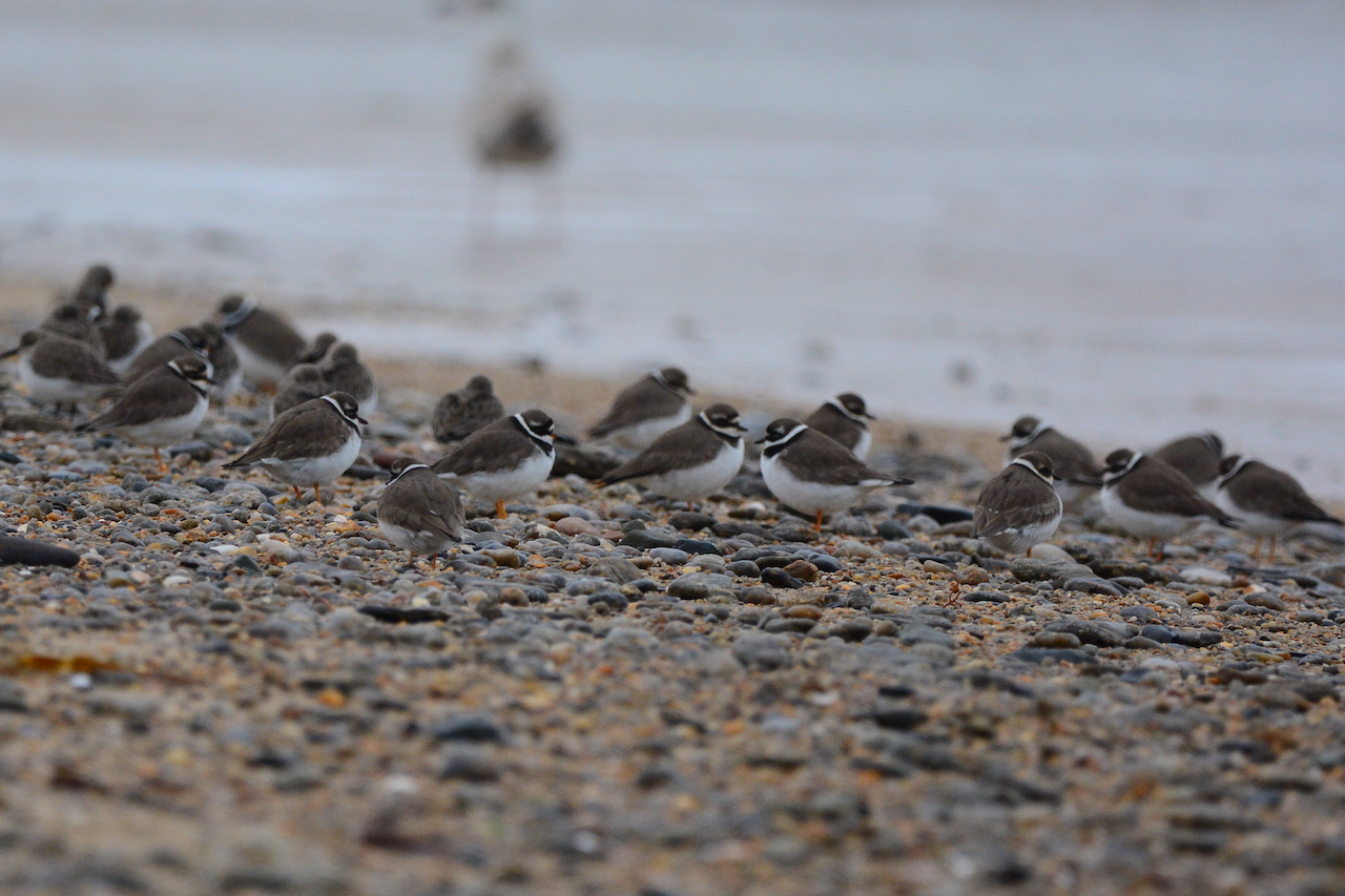 Charadrius hiaticula