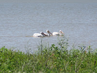 juvenile American white pelicans