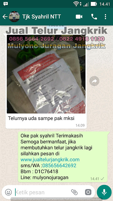 budidaya jangkrik, cara beternak jangkrik, cara budidaya jangkrik, cara ternak jangkrik, jual telur jangkrik, ternak jangkrik