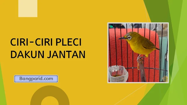 CIRI-CIRI PLECI DAKUN JANTAN