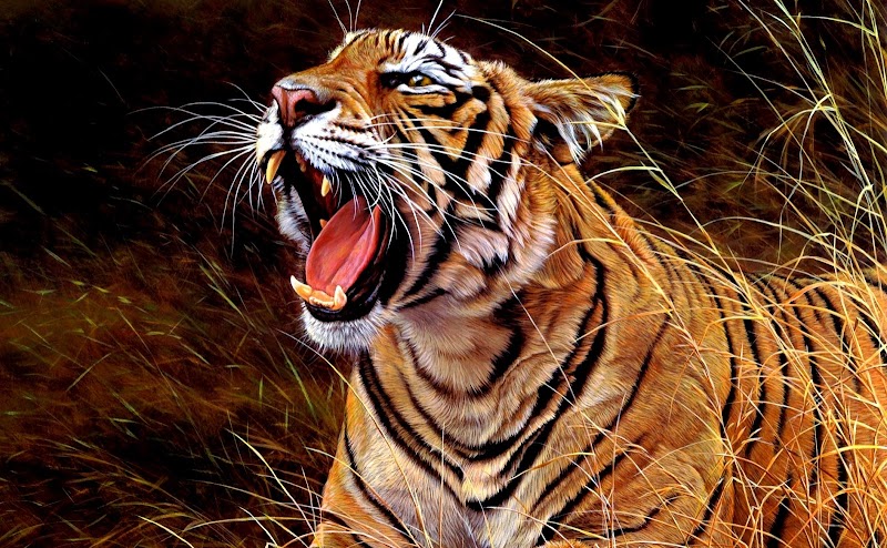 Heboh Gambar Harimau Loreng