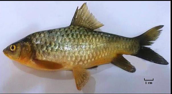 Occurrence of cyprinid fish, Carasobarbus sublimus in the Al-Diwaniya River, Middle Euphrates, Iraq