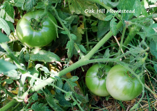 The results of my perennial tomato plant experiment.