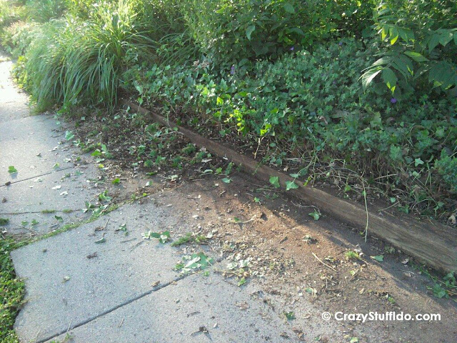 Plants gone wild - My sidewalk was really 5 ft wide, not 3!  The ivy just above the planter along with the creeping juniper that it covered and intertwined with was extended out into the sidewalk where the dirt marks are.  Wow.