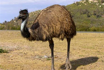 Emu, Burung Raksasa yang Gemar Mengembara