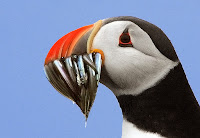 Atlantic puffin ‘back from a fishing trip’ sand eels – by Steve Garvie, Scotland