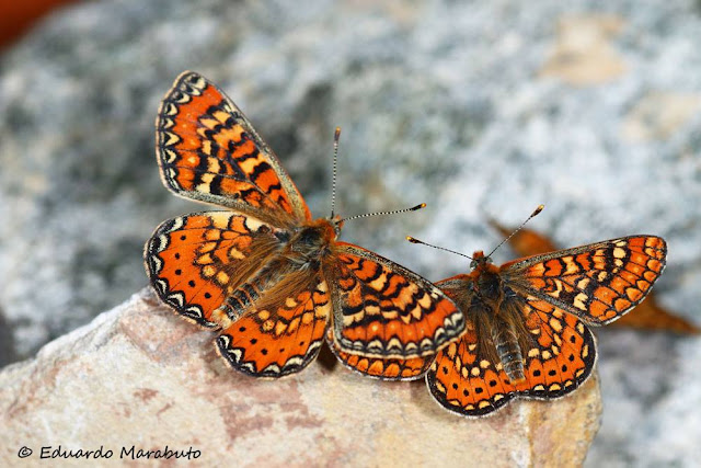 Euphydryas desfontainii y Euphydryas aurinia