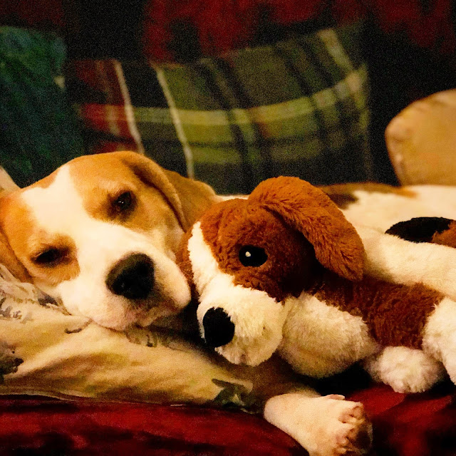 Holly Bobbins the beagle, achieving balance in my life, mandy charlton, photographer, writer, blogger