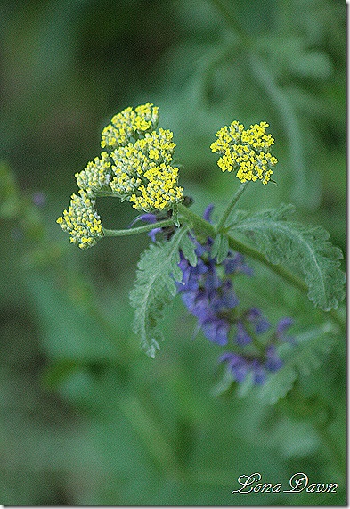 Yarrow_Moonshine_Achillea
