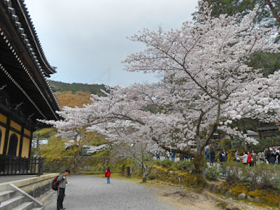 nanzenji sakura