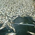 Χιλιάδες τα νεκρά ψάρια στη λίμνη Προκόπου!