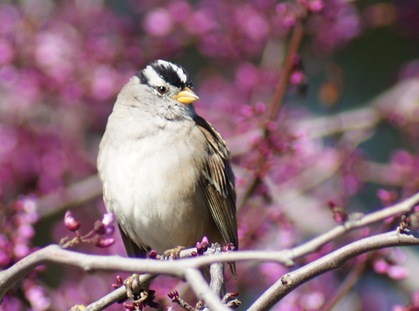 Sparrow_WhiteStripesOnHead
