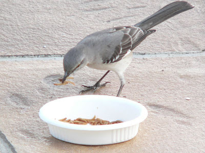 mockingbird eating mealworms