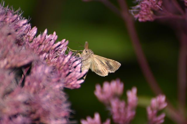 Eupatorium Flowering Plant Photo by Ela