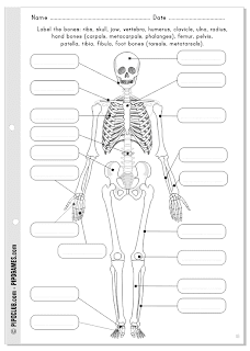 Label the bones - Free printable activity by @evapipo KS4 - KS5