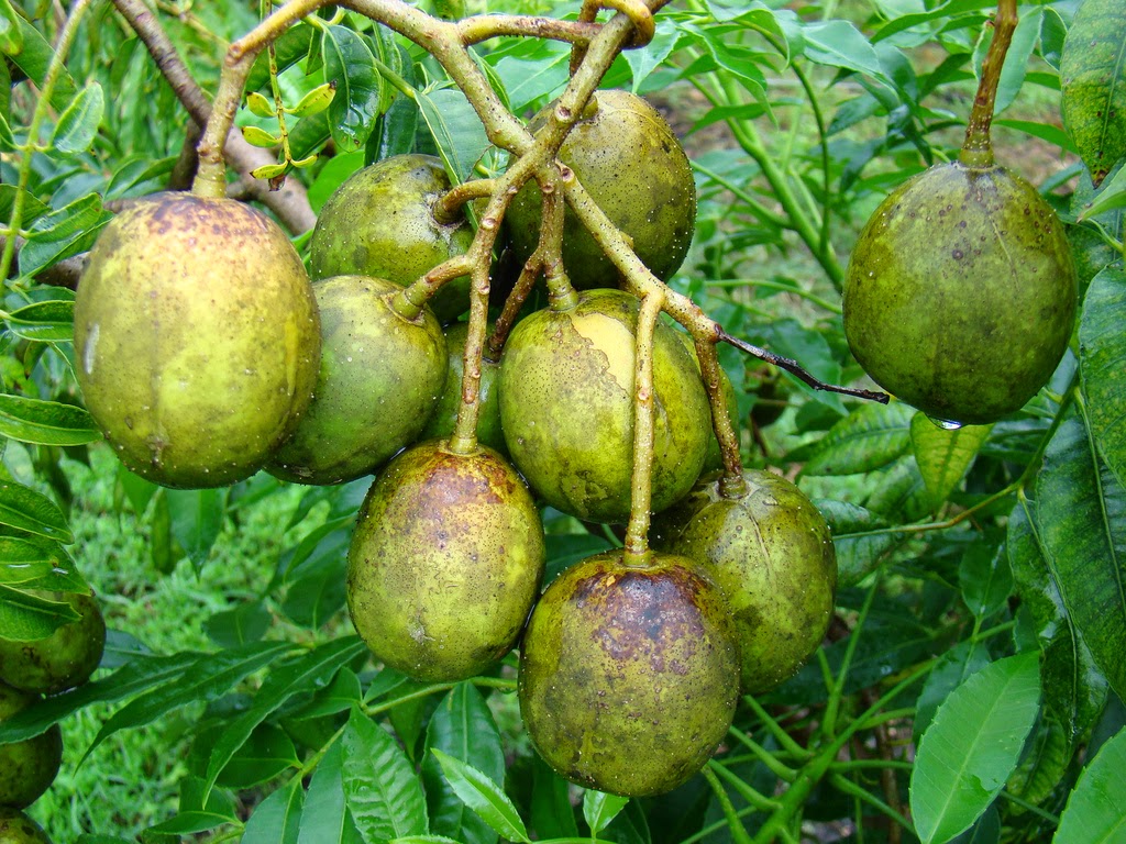 10 Health Benefits of Spondias dulcis kedondong juplon 