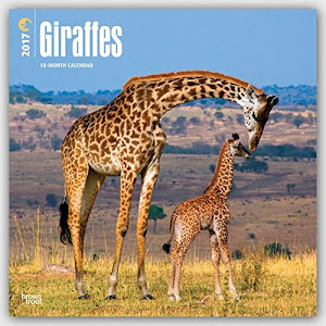Giraffes - Giraffen 2017 - 18-Monatskalender: Original BrownTrout-Kalender [Mehrsprachig] [Kalender] (Wall-Kalender)