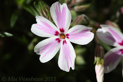 Candy Stripe Phlox