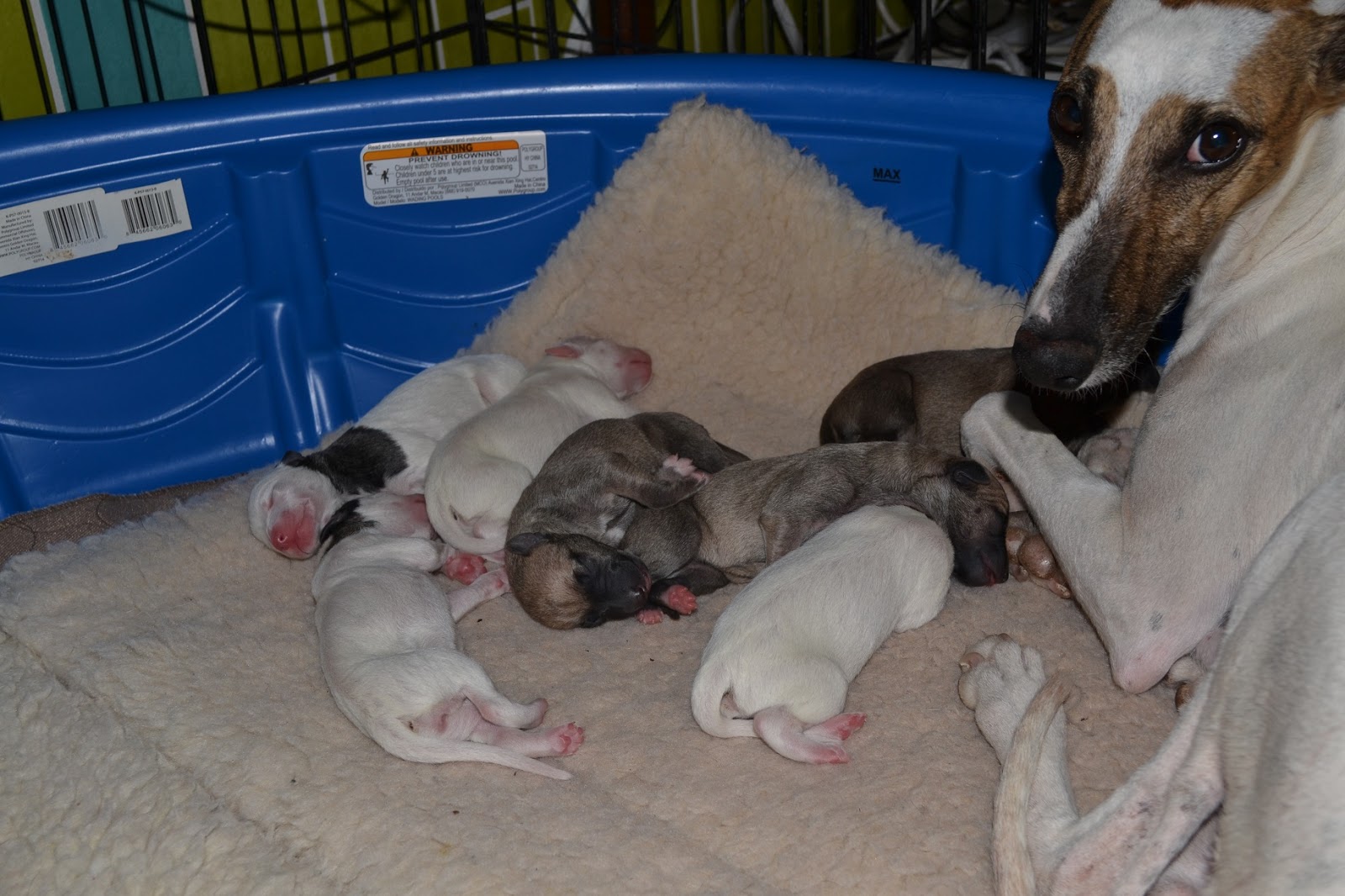 Horsetooth Whippets: W Litter - Day 2