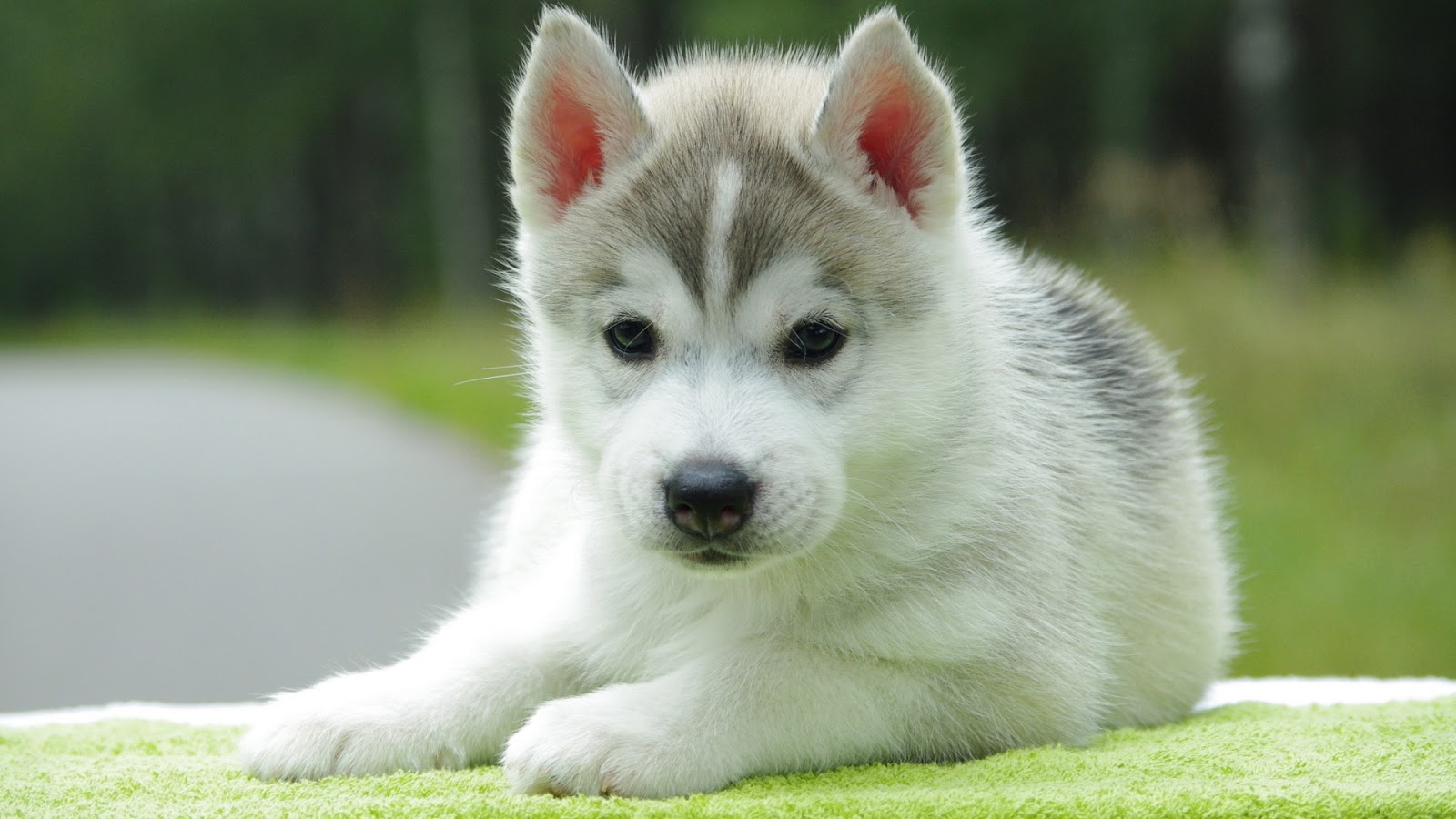 Cute White Puppy Husky | Full HD Desktop Wallpapers 1080p